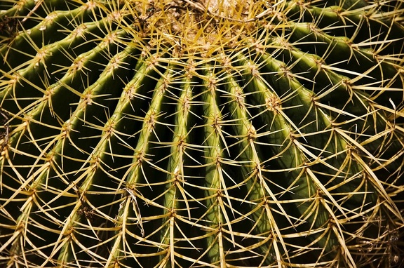 Cactus (Cactaceae)  