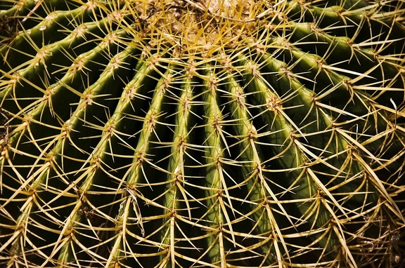 Cactus (Cactaceae)