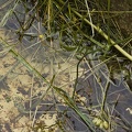 Grass and water  