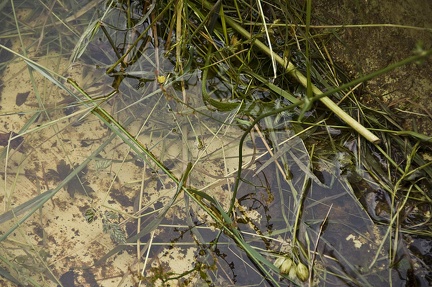 Grass and water  