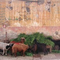 Sheep market. Alexandria  
