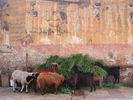 Mercado de ovejas. Alejandría