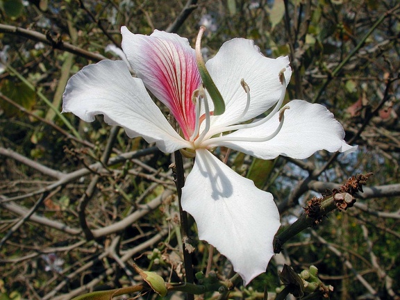 Bauhinia (orchid tree) 