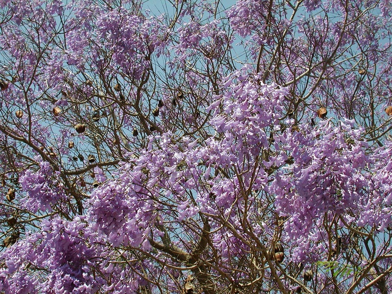 Jacaranda 