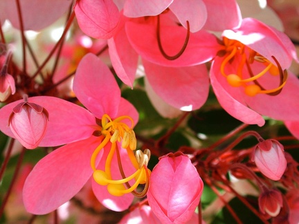 Flores y plantas 