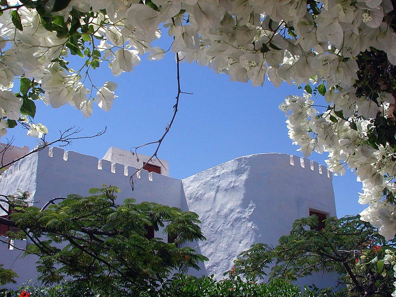 Bougainvillée (Bougainvillea)