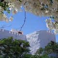 Bougainvillée (Bougainvillea)