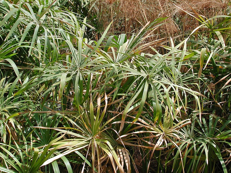  Papyrus. Jardin du Musée égyptien du Caire 