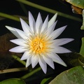 White water lily. Garden of the Egyptian Museum in Cairo  