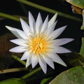 Nénuphar. Jardin du musée égyptien du Caire 