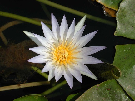 White water lily. Garden of the Egyptian Museum in Cairo  