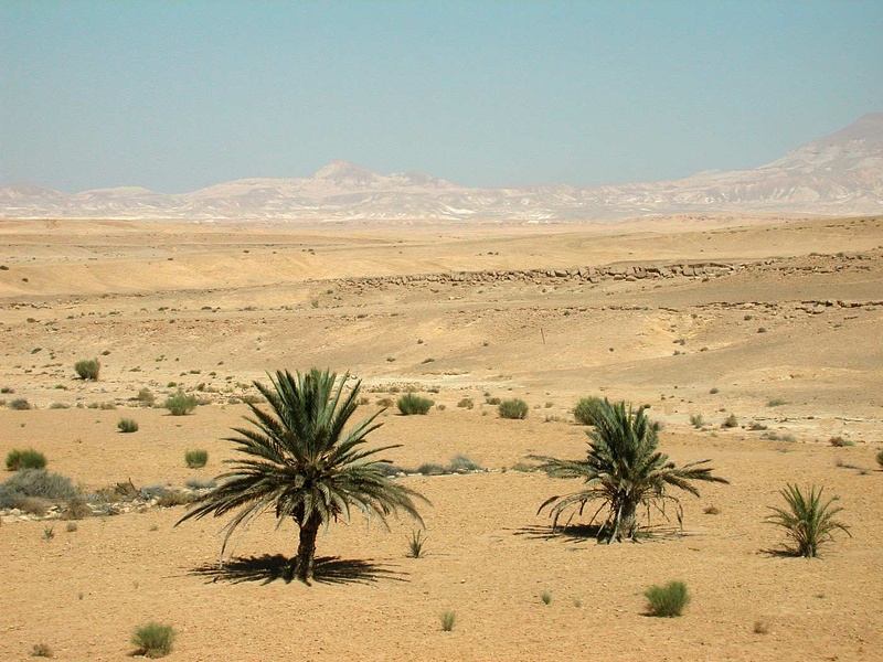 Sinai Desert 