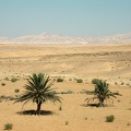 Sinai Desert 