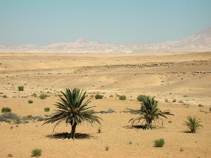 Desierto del Sinaí