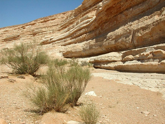 Sinai Desert 