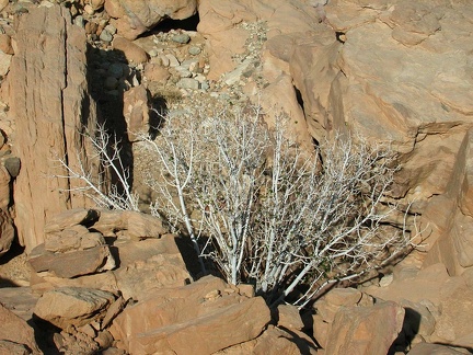 Desierto del Sinaí