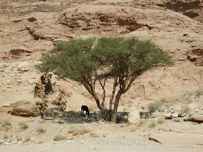 Sinai Desert 