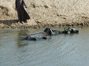 Irrigation canal 