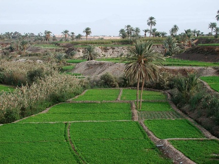 Fayoum Oasis 