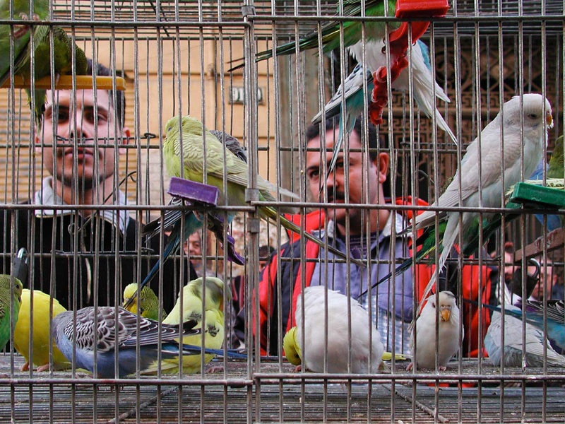 Marché aux oiseaux. Alexandrie 