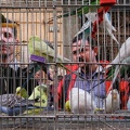 Bird market. Alexandria   