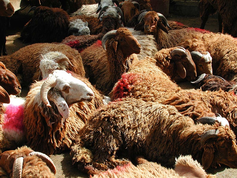  Marché aux moutons. Alexandrie  