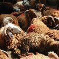 Sheep market. Alexandria  