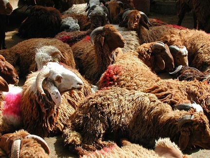 Mercado de ovejas. Alejandría