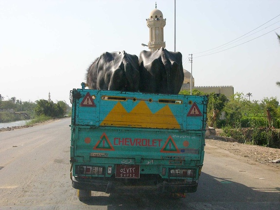 Transport de bufflonnes (gamousse) 