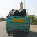 Transport de bufflonnes (gamousse) 