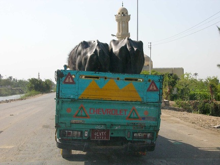  Transporte de Búfalo de agua (gamousse)  