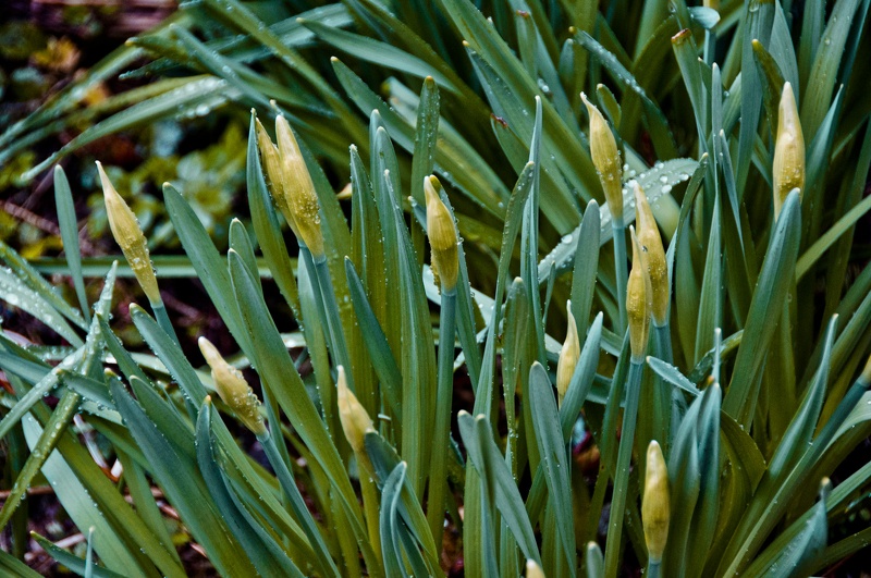 Jonquil (Narcissus jonquilla) 