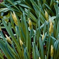 Jonquille  (Narcissus jonquilla) 