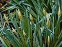 Jonquille  (Narcissus jonquilla) 