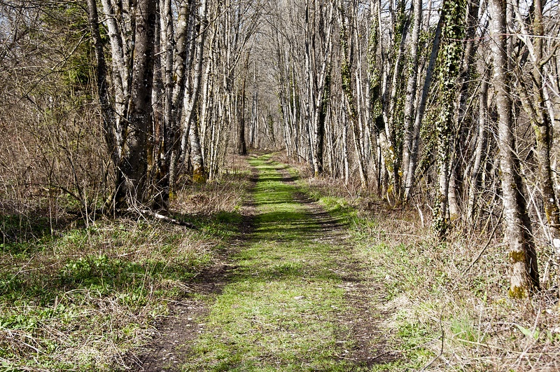 Camino cerca Río Guiers. Saint-Laurent du Pont (Isère) )