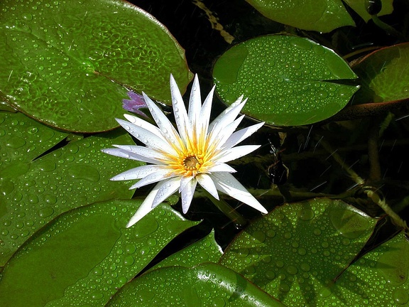 Nénuphar. Jardin du musée égyptien du Caire 