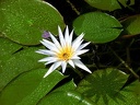 White water lily. Garden of the Egyptian Museum in Cairo  