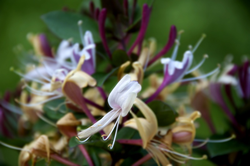 honeysuckle  