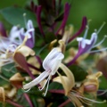 honeysuckle  