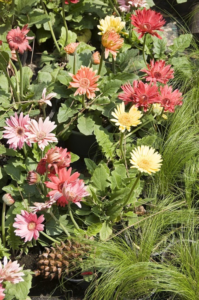 Flowers and plants  