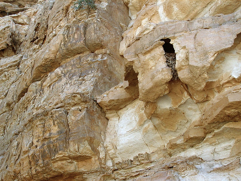 Sinai Desert 