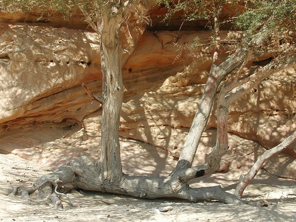 Desierto del Sinaí