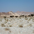 Sinai Desert 
