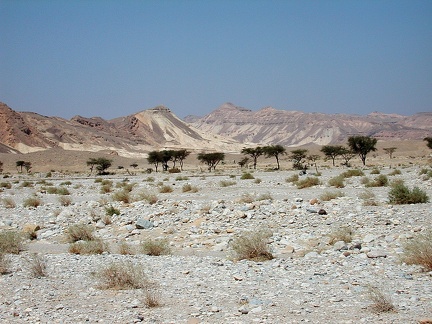 Sinai Desert 