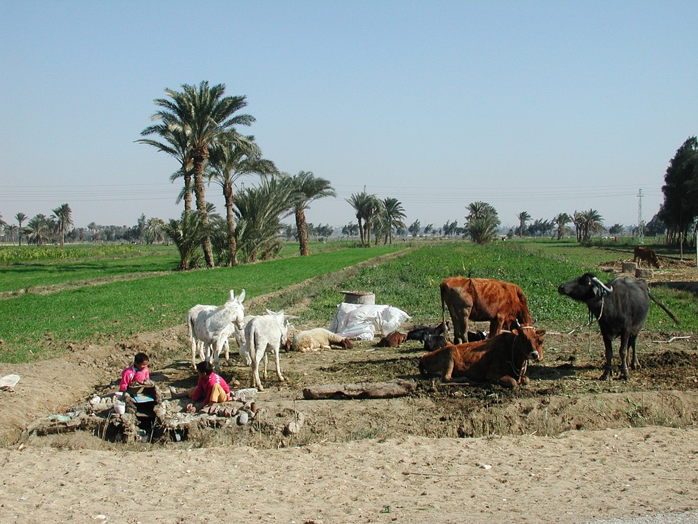 Fayoum 