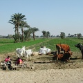 Fayoum 