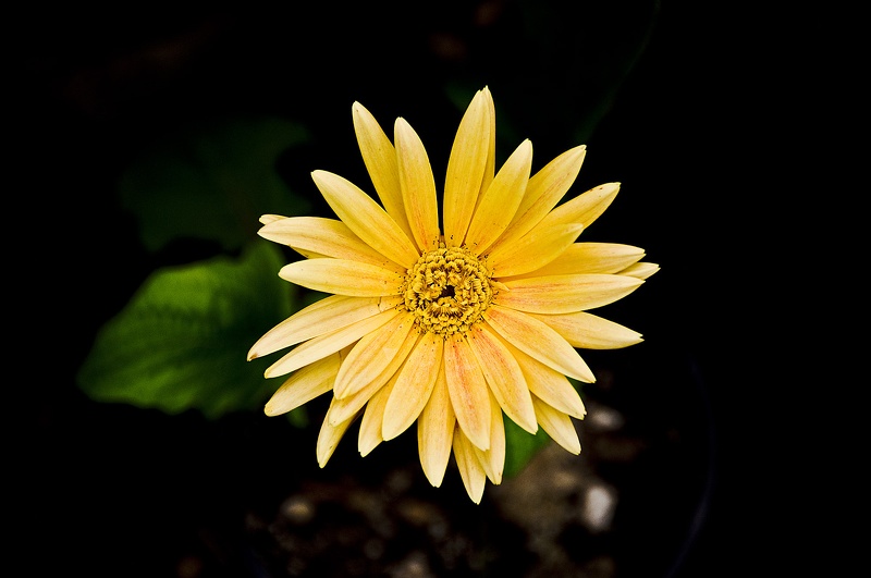 Flowers and plants  