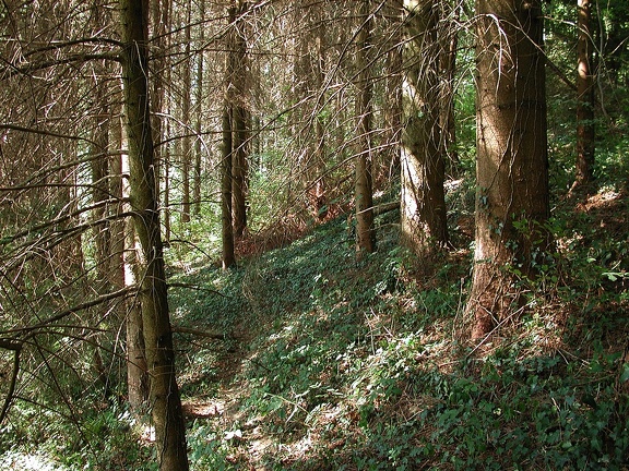 Forêt en Chartreuse