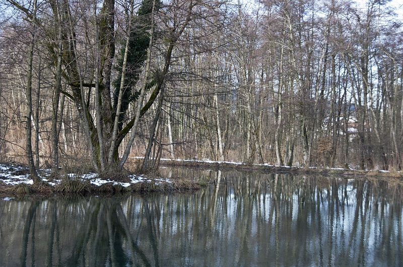 Peat bog. L'Herretang, Saint-Joseph de Rivière  