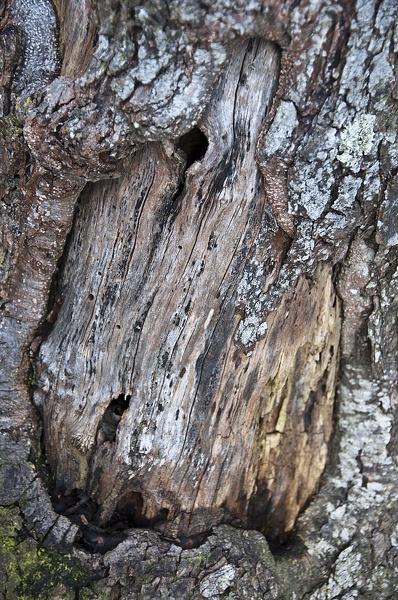 Trunk  